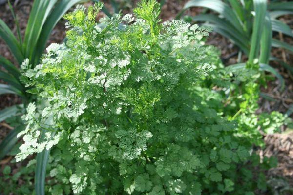 Growing cilantro from seeds in open ground care for coriander diseases and cilantro pests