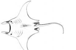 Manta ray or giant sea devil (manta birostris) Manta ray