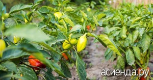 How to water pepper in open ground?