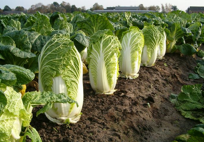 Planting and caring for Beijing cabbage in the open ground
