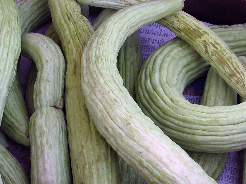 Description of cucumber-like snake melon
