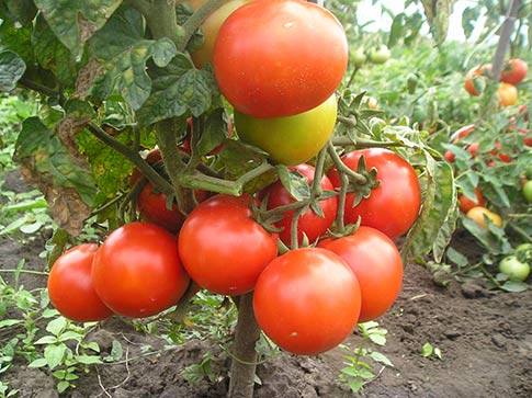 Copper wire - protect tomatoes from late blight